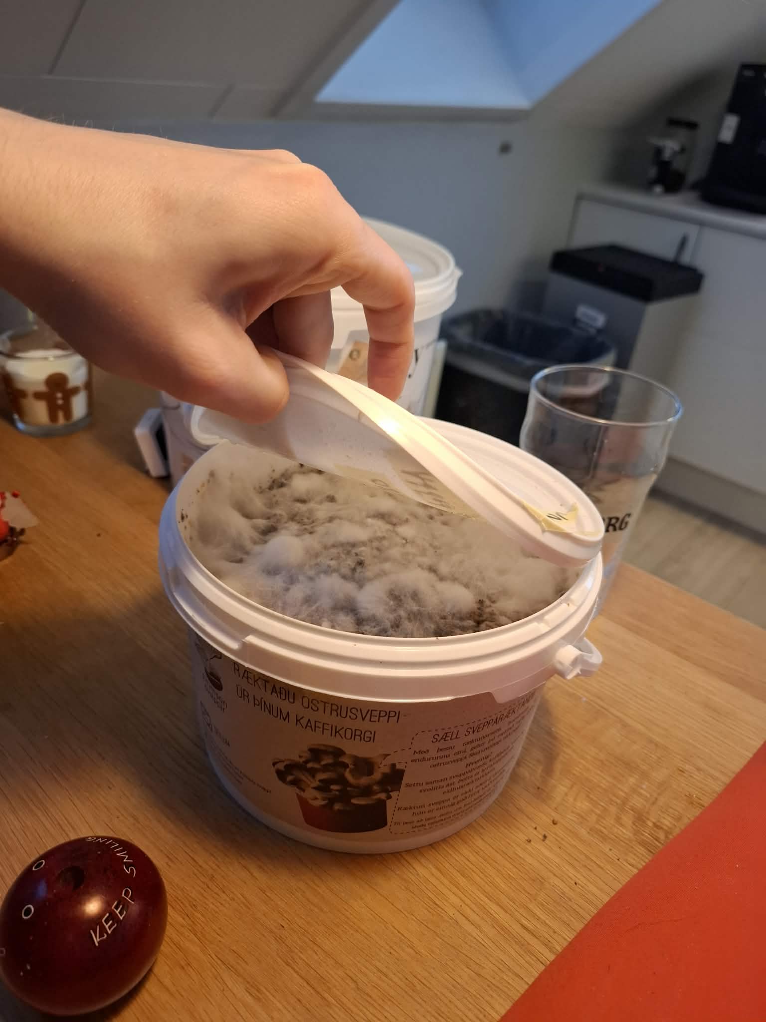 Heilbrigt mýsil í ræktunarfötu