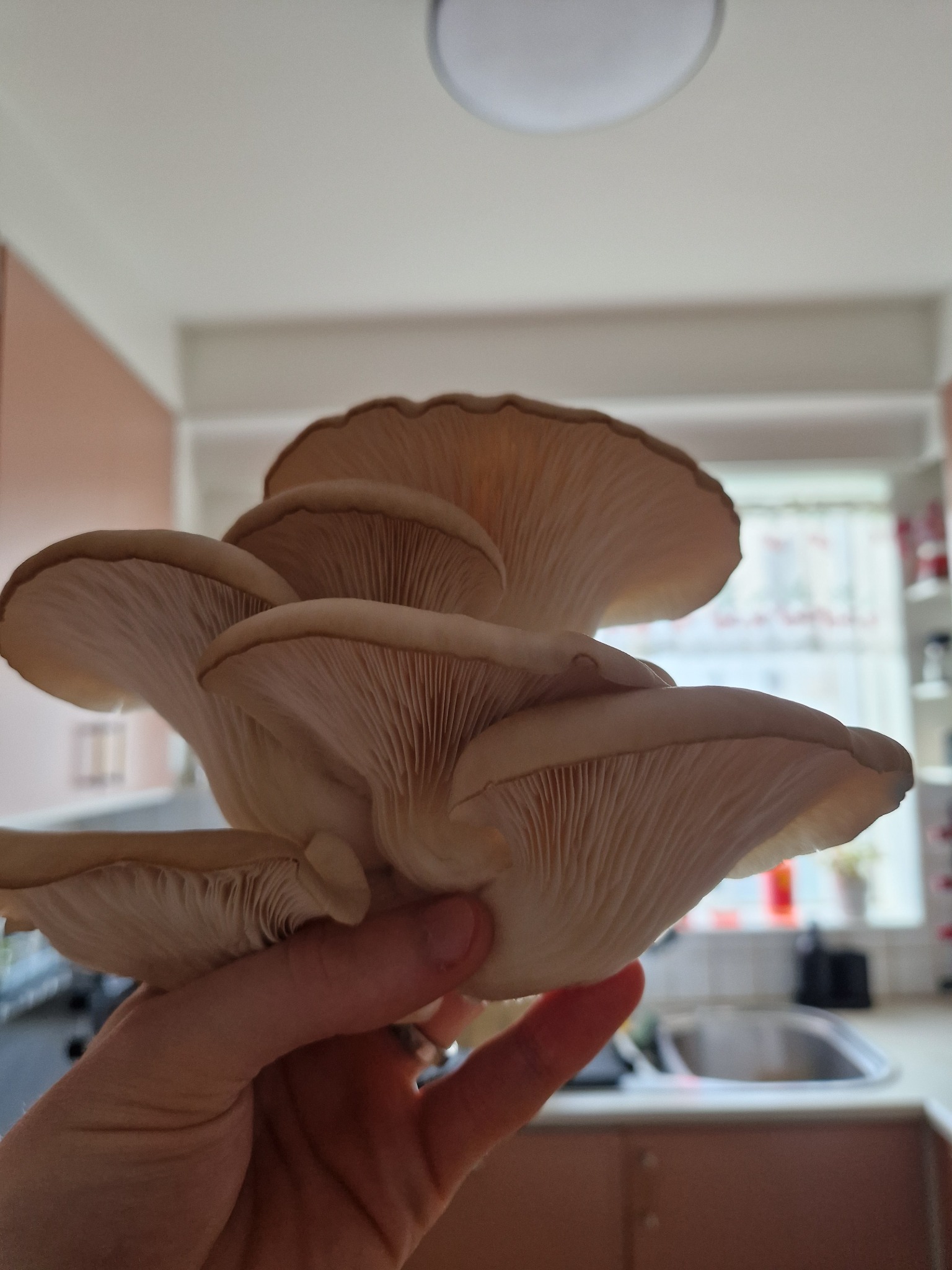 Heilbrigt cluster af Princess Pearl ostrusveppum