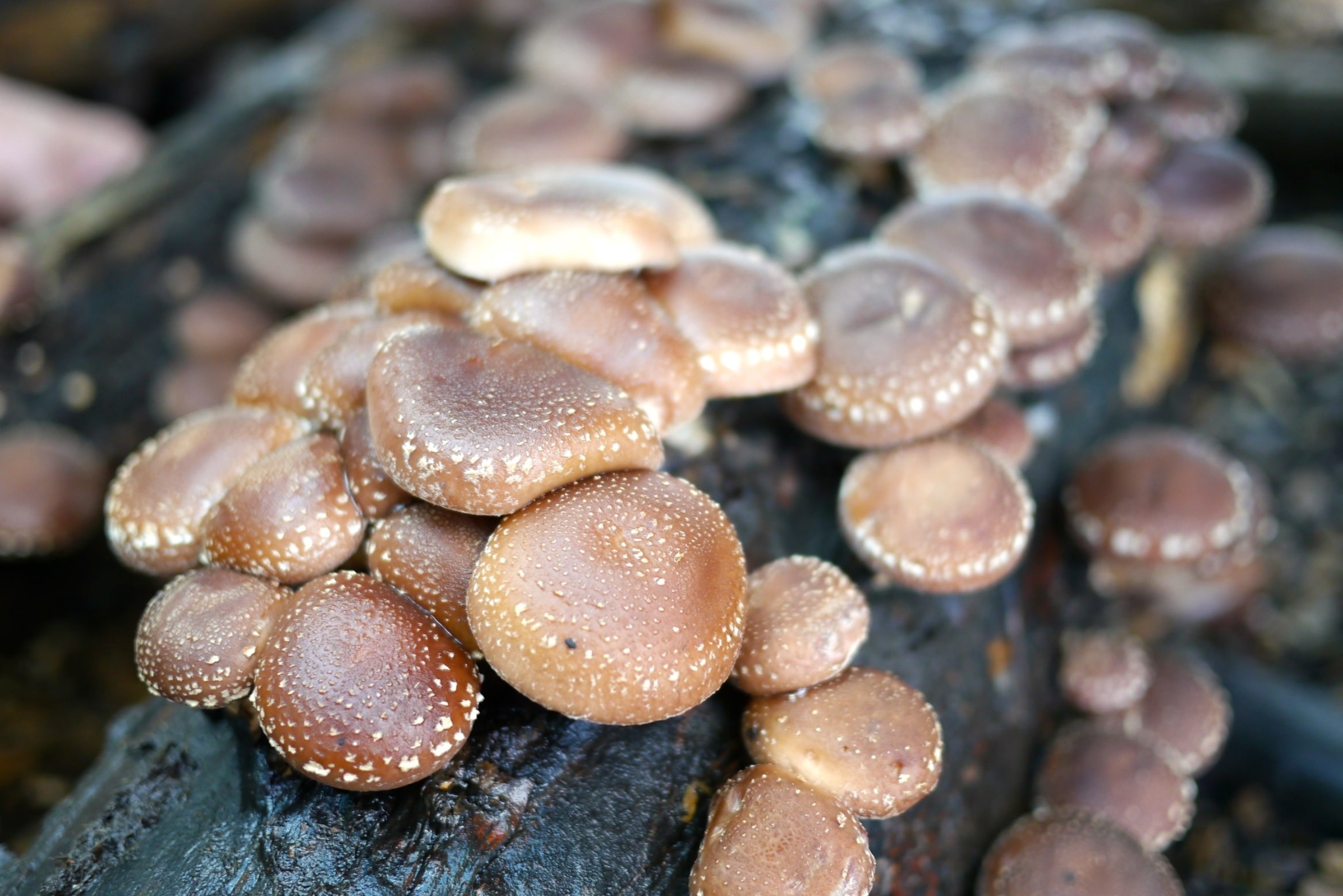 Shiitake-sveppir á trjábol