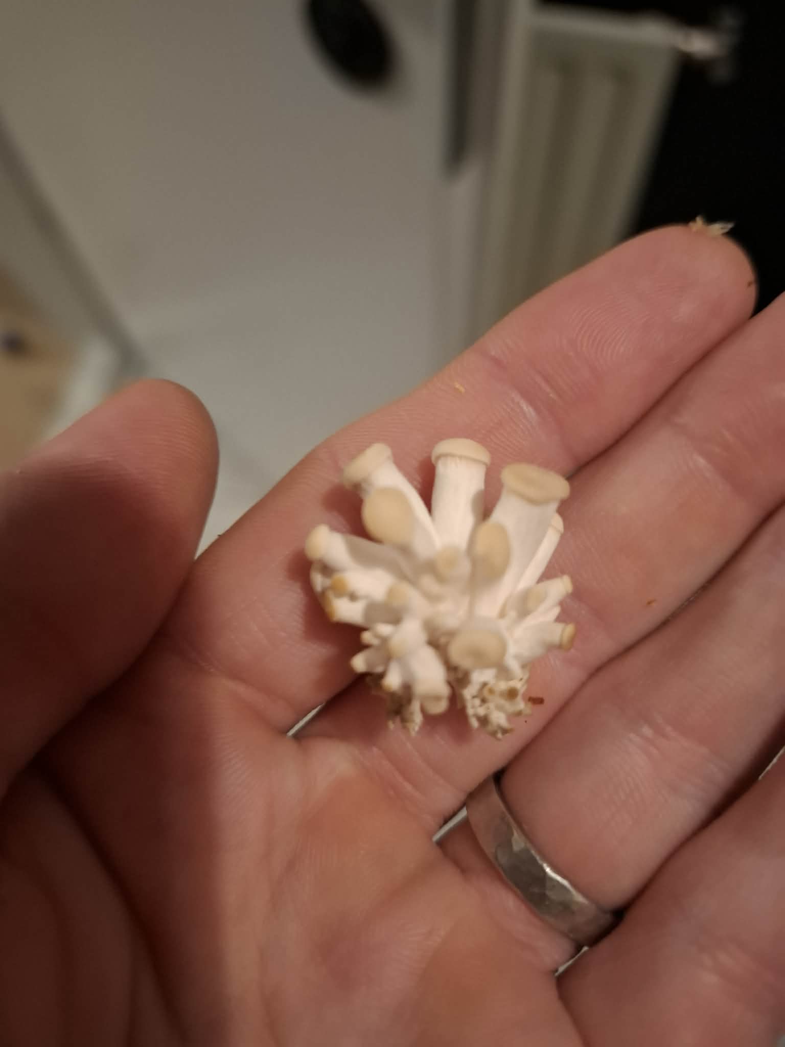 Fyrsta pinning hjá Turtle Pond Oyster